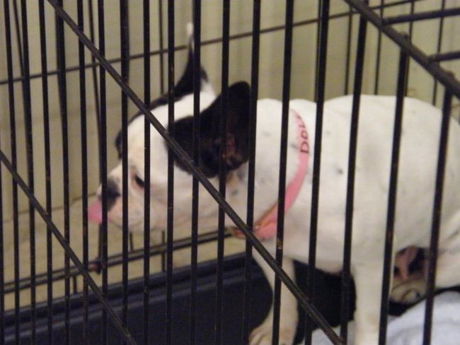 Missouri Dogs Arrive at Headin' Home Pet Rescue