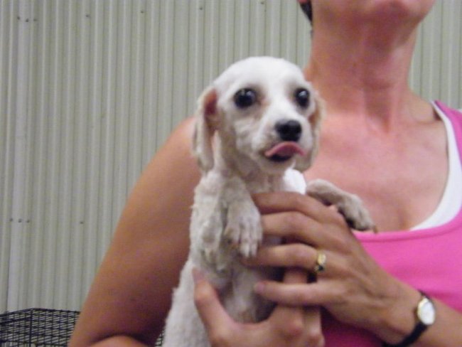 Missouri Dogs Arrive at Headin' Home Pet Rescue