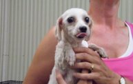 Missouri Dogs Arrive at Headin' Home Pet Rescue 29