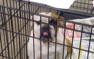Missouri Dogs Arrive at Headin' Home Pet Rescue 9