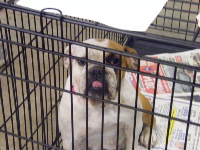 Missouri Dogs Arrive at Headin' Home Pet Rescue