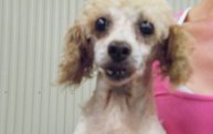 Missouri Dogs Arrive at Headin' Home Pet Rescue 7