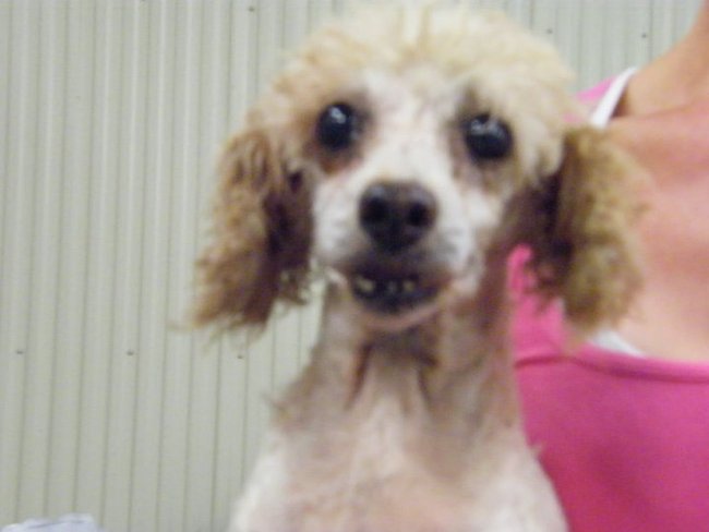 Missouri Dogs Arrive at Headin' Home Pet Rescue