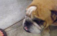 Missouri Dogs Arrive at Headin' Home Pet Rescue 20