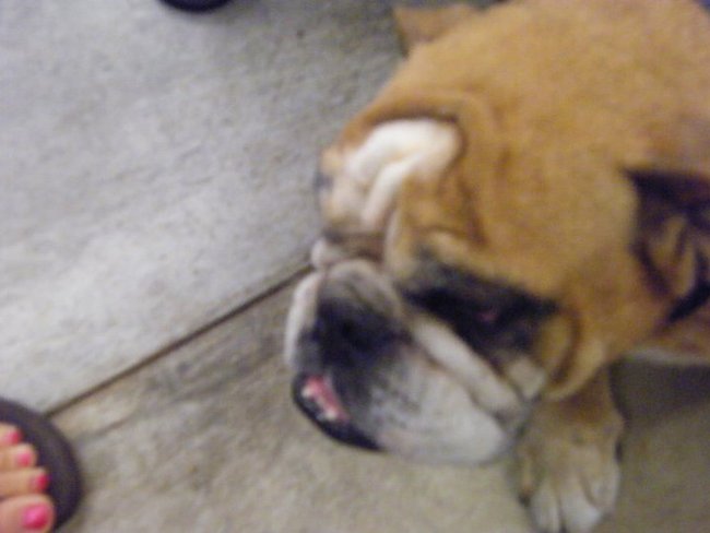 Missouri Dogs Arrive at Headin' Home Pet Rescue