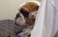 Missouri Dogs Arrive at Headin' Home Pet Rescue 18