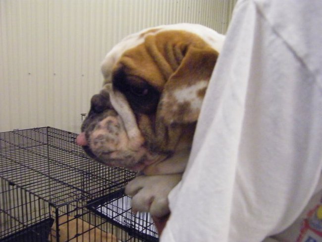 Missouri Dogs Arrive at Headin' Home Pet Rescue