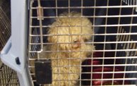 Missouri Dogs Arrive at Headin' Home Pet Rescue 16