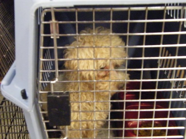 Missouri Dogs Arrive at Headin' Home Pet Rescue