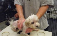 Missouri Dogs Arrive at Headin' Home Pet Rescue 13