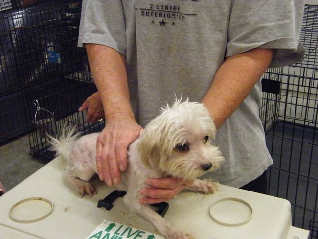 Missouri Dogs Arrive at Headin' Home Pet Rescue