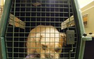 Missouri Dogs Arrive at Headin' Home Pet Rescue 11