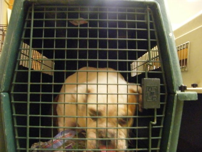 Missouri Dogs Arrive at Headin' Home Pet Rescue
