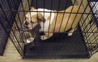 Missouri Dogs Arrive at Headin' Home Pet Rescue 23