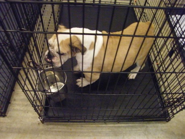 Missouri Dogs Arrive at Headin' Home Pet Rescue