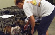 Missouri Dogs Arrive at Headin' Home Pet Rescue 30