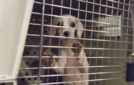 Missouri Dogs Arrive at Headin' Home Pet Rescue 29