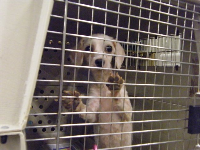 Missouri Dogs Arrive at Headin' Home Pet Rescue