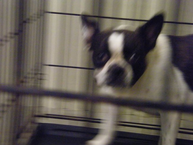 Missouri Dogs Arrive at Headin' Home Pet Rescue