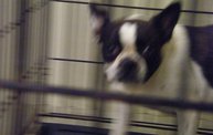 Missouri Dogs Arrive at Headin' Home Pet Rescue 25