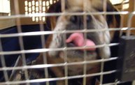 Missouri Dogs Arrive at Headin' Home Pet Rescue 17