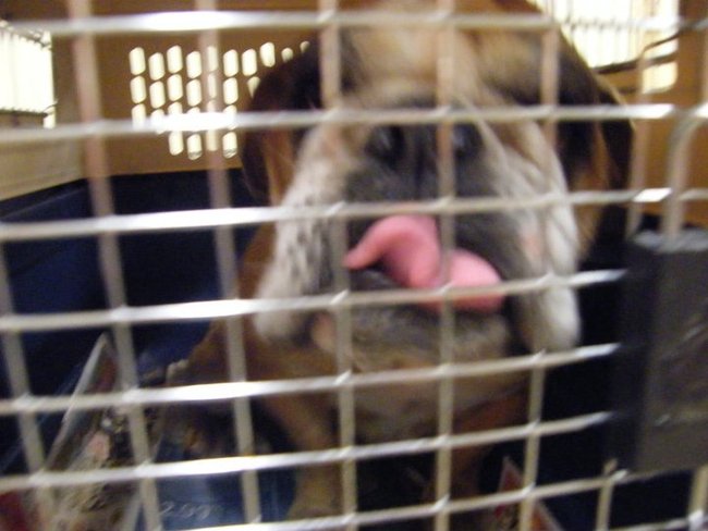 Missouri Dogs Arrive at Headin' Home Pet Rescue