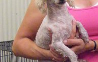 Missouri Dogs Arrive at Headin' Home Pet Rescue 15