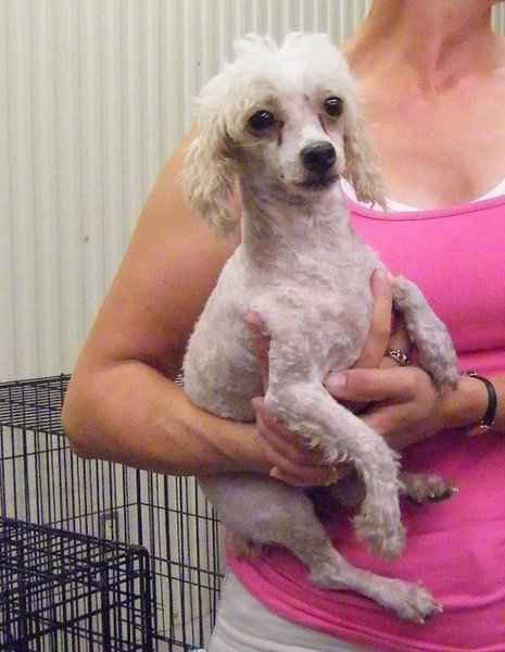 Missouri Dogs Arrive at Headin' Home Pet Rescue