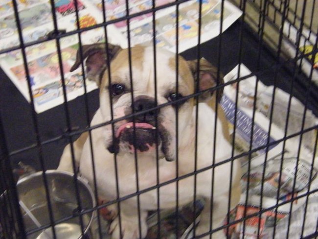 Missouri Dogs Arrive at Headin' Home Pet Rescue