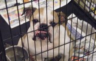 Missouri Dogs Arrive at Headin' Home Pet Rescue 13