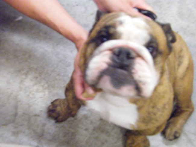 Missouri Dogs Arrive at Headin' Home Pet Rescue