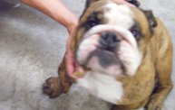 Missouri Dogs Arrive at Headin' Home Pet Rescue 11