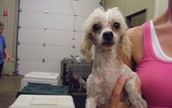 Missouri Dogs Arrive at Headin' Home Pet Rescue 24