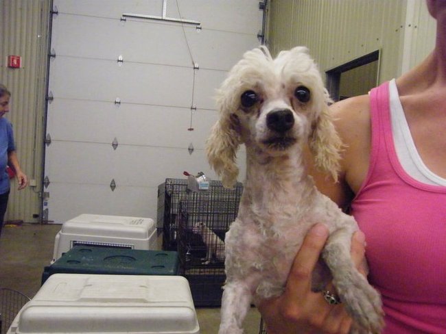 Missouri Dogs Arrive at Headin' Home Pet Rescue
