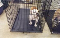 Missouri Dogs Arrive at Headin' Home Pet Rescue 23