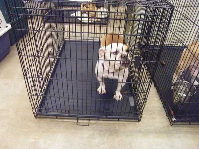 Missouri Dogs Arrive at Headin' Home Pet Rescue