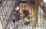 Missouri Dogs Arrive at Headin' Home Pet Rescue 22