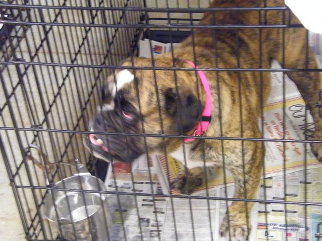 Missouri Dogs Arrive at Headin' Home Pet Rescue
