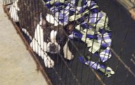 Missouri Dogs Arrive at Headin' Home Pet Rescue 21