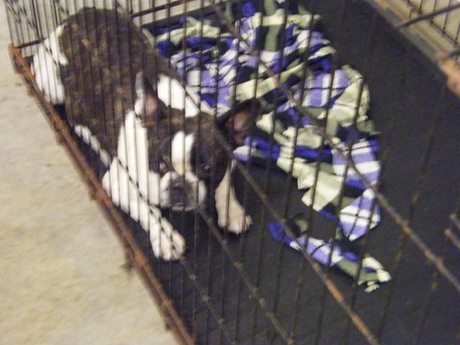 Missouri Dogs Arrive at Headin' Home Pet Rescue