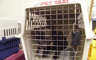 Missouri Dogs Arrive at Headin' Home Pet Rescue 4