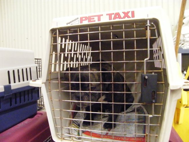 Missouri Dogs Arrive at Headin' Home Pet Rescue