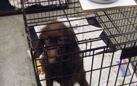 Missouri Dogs Arrive at Headin' Home Pet Rescue 3