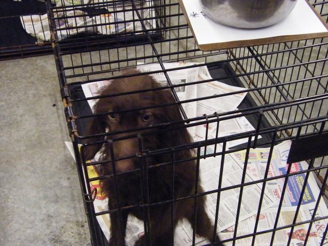 Missouri Dogs Arrive at Headin' Home Pet Rescue