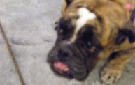 Missouri Dogs Arrive at Headin' Home Pet Rescue 2