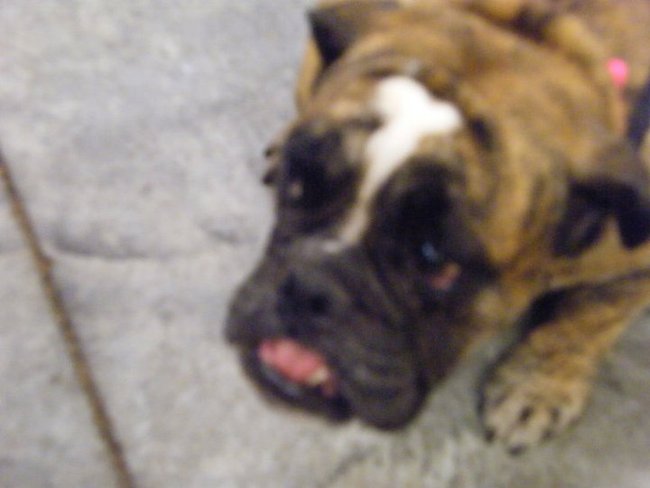 Missouri Dogs Arrive at Headin' Home Pet Rescue