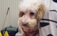 Missouri Dogs Arrive at Headin' Home Pet Rescue 1