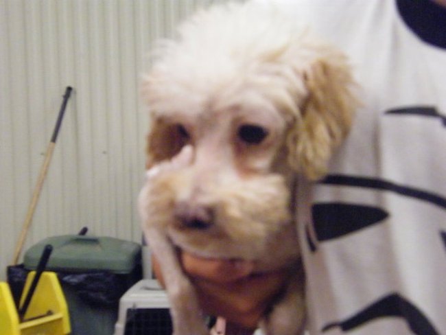 Missouri Dogs Arrive at Headin' Home Pet Rescue