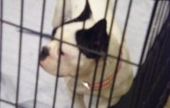 Missouri Dogs Arrive at Headin' Home Pet Rescue 30
