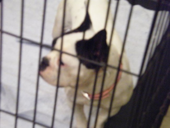 Missouri Dogs Arrive at Headin' Home Pet Rescue